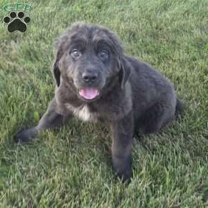 Ashley, Newfoundland Puppy